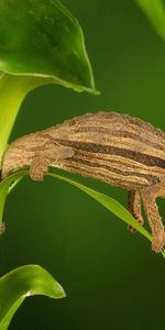 Animals,Grass,Plant,Branches,Chameleon,Climb