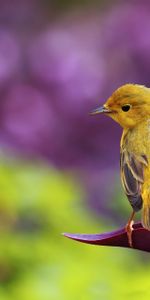 Animals,Grass,Plant,Glare,Bird,Sit,Sheet,Leaf,Color