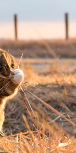 Animals,Grass,Playful,Cat,Funny