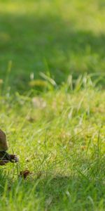 Animals,Grass,Playful,Tail,Squirrel