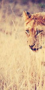 Animals,Grass,Predator,Big Cat,Lion