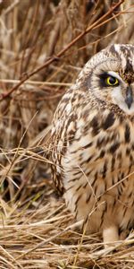 Herbe,Animaux,Hibou,Prédateur,Oiseau,Chouette