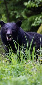 Animals,Grass,Predator,Black Bear,Bear