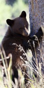 Herbe,Ours Brun,Animaux,Prédateur,Ours,Drôle