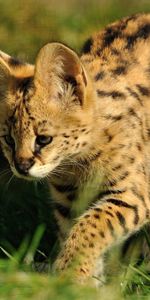 Animals,Grass,Predator,Color,Serval