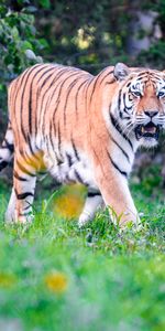 Animals,Grass,Predator,Opinion,Mouth,To Fall,Tiger Big Cat,Sight