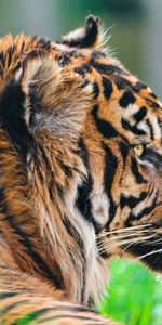 Animals,Grass,Predator,Profile,Tiger,Wool