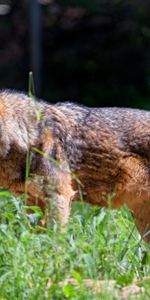 Herbe,Feuilles,Vue,Opinion,Animaux,Prédateur,Loup