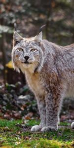 Herbe,Se Tenir Debout,Debout,Animaux,Gros Chat,Iris,Prédateur,Fauve