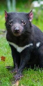 Herbe,Animaux,Diable De Tasmanie,Prédateur