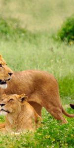 Animals,Grass,Predators,Pair,To Lie Down,Lie,Lioness,Lion,Couple