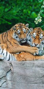 Animals,Grass,Predators,Rock,Pair,Leaves,Couple,Tigers,Stone