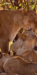 Animals,Grass,Predators,Sit,Young,Cubs,Family,Lion