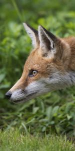 Animals,Grass,Profile,Fox