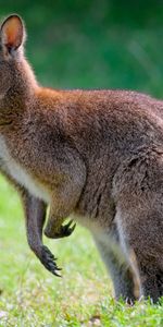 Animals,Grass,Profile,Kangaroo,Animal