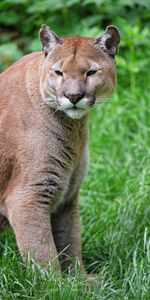 Animals,Grass,Puma,Muzzle,Predator,Opinion,Sight,Big Cat