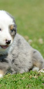 Animals,Grass,Puppy,Camomile