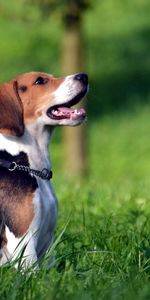 Animaux,Herbe,Collier,Col,Attente,Chiot,Beagle