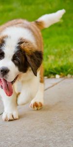 Animals,Grass,Puppy,St Bernard,Saint Bernard,Uvula