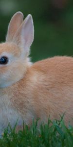 Animals,Grass,Rabbit,Expectation,Waiting