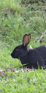 Animals,Grass,Rabbit,Wild Rabbit