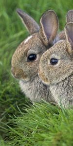 Animals,Grass,Rabbits,Ears,Three,Eyes