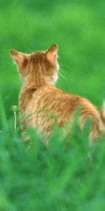 Animals,Grass,Redhead,Tail,Cat