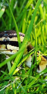 Animals,Grass,Reptile,Snake