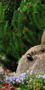 Asseoir,S’Asseoir,Un Rocher,Herbe,Pierre,Animaux,Jardin,Chat,Fleurs,Paysage