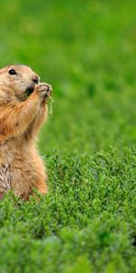 Animales,Ardilla,Hierba,Roedor,Ardilla Listada,Ardilla De Tierra,Ardilla Terrestre