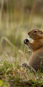 Animals,Grass,Rodent,Gopher,Arctic Gopher,Funny