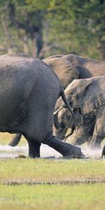 Animales,Hierba,Rebaño,Manada,Correr,Pisar Muy Fuerte,Pisotear,Huir,Elefantes