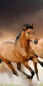 Herbe,Course,Nuages,Cours,Animaux,Chevaux