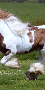 Course,Cours,Course De Chevaux,Crinière,Courses De Chevaux,Animaux,Cheval,Herbe