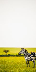 Animals,Grass,Savanna,Striped,Animal,Zebra,Greens,Wildlife