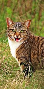 Animals,Grass,Scream,Cry,Cat