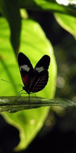 Hierba,Hojas,Sombra,Vuelo,Animales,Mariposa