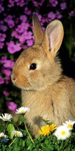 Animals,Grass,Shadow,Tot,Kid,Rabbit,Flowers