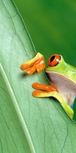 Animals,Grass,Sheet,Leaf,Look Out,Frog,Peek Out