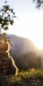 Herbe,Briller,Animaux,Lumière,Forêt,Minou,Chaton