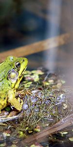 Briller,Herbe,Lumière,La Grenouille,Animaux,Grenouille