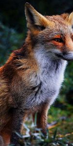 Animals,Grass,Sit,Beautiful,Fox