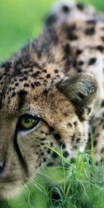 Animals,Grass,Sit,Big Cat,Hunting,Hunt,Cheetah