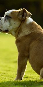 Animals,Grass,Sit,Dog,Bulldog