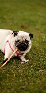 Herbe,Asseoir,S’Asseoir,Collier,Col,Chien,Flâner,Promenade,Animaux,Carlin