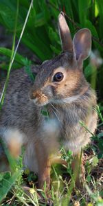 Animals,Grass,Sit,Hare