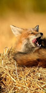 Animals,Grass,Sit,Hay,Fox