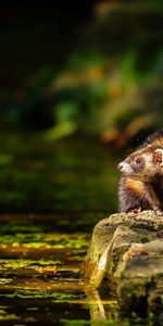 Animals,Grass,Sit,Hide,Polecat,Water,Ferret