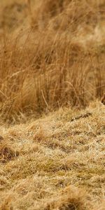 Herbe,Asseoir,S’Asseoir,Lièvres,Coupler,Paire,Lièvre,Animaux