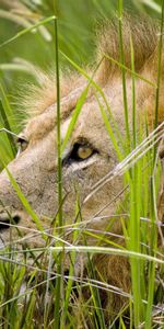 Animals,Grass,Sit,Predator,Hide,Lion